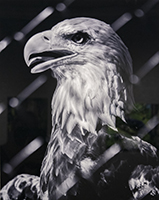 Haliaeetus leoucocephalus.jpg